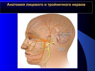 Анатомия лицевого и тройничного нервовАнатомия лицевого и тройничного нервов
 