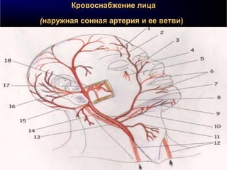 Кровоснабжение лицаКровоснабжение лица
((наружная сонная артерия и ее ветви)наружная сонная артерия и ее ветви)
 