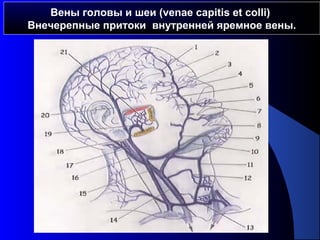 Вены головы и шеи (venae capitis et colli)
Внечерепные притоки внутренней яремное вены.
 