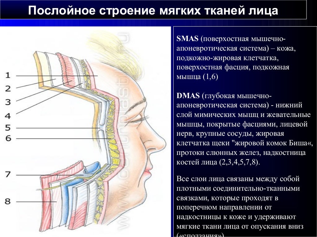 Изменения боковых отделов. Smas мышечно-апоневротический слой. Послойное строение тканей лица. Послойное строение лицевого отдела головы. Послойное строение мягких тканей.