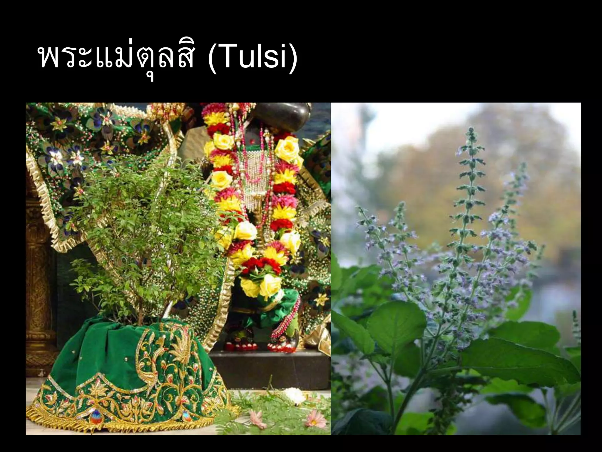 พระแม่ตุลสิ (Tulsi)
 