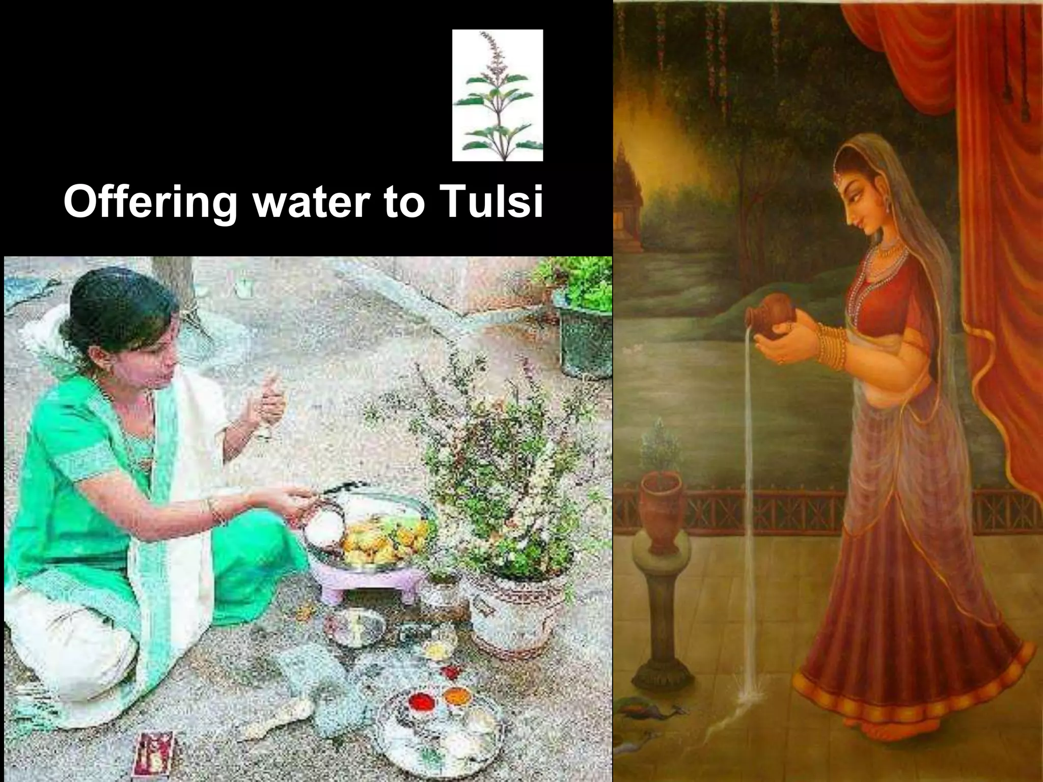 Offering water to Tulsi
 