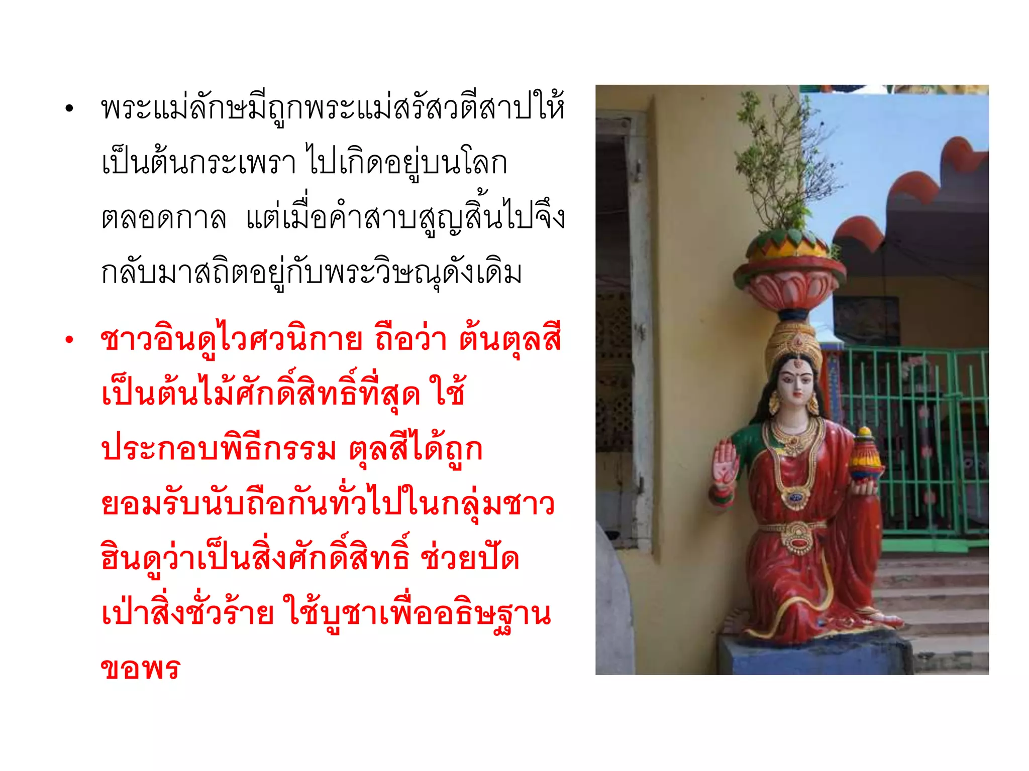 • พระแม่ลักษมีถูกพระแม่สรัสวตีสาปให้
เป็นต้นกระเพรา ไปเกิดอยู่บนโลก
ตลอดกาล แต่เมื่อคาสาบสูญสิ้นไปจึง
กลับมาสถิตอยู่กับพระวิษณุดังเดิม
• ชาวอินดูไวศวนิกาย ถือว่า ต้นตุลสี
เป็นต้นไม้ศักดิ์สิทธิ์ที่สุด ใช้
ประกอบพิธีกรรม ตุลสีได้ถูก
ยอมรับนับถือกันทั่วไปในกลุ่มชาว
ฮินดูว่าเป็นสิ่งศักดิ์สิทธิ์ ช่วยปัด
เป่าสิ่งชั่วร้าย ใช้บูชาเพื่ออธิษฐาน
ขอพร
 