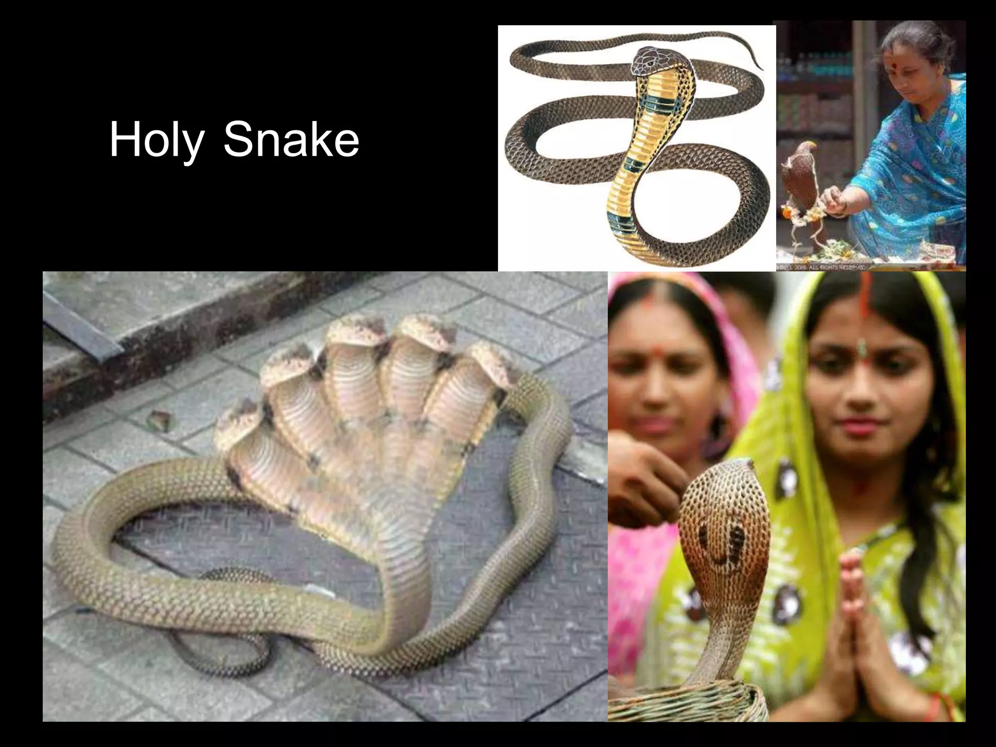 Holy Snake
 