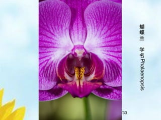 10/33
蝴
蝶
兰
学
名
Phalaenopsis
 