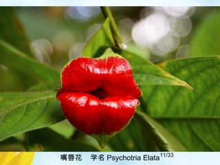 11/33
嘴唇花 学名 Psychotria Elata
 