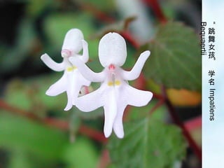 12/33
“
跳
舞
女
孩
”
学
名
Impatiens
Bequaertii
 