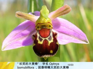 13/33“ 欢笑的大黄蜂” 学名 Ophrys
bomybliflora ，就像咧嘴大笑的大黄蜂
 