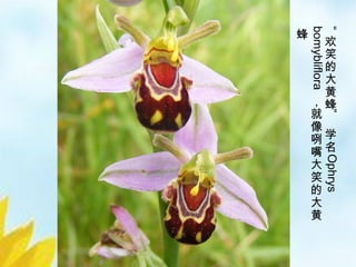 14/33
“
欢
笑
的
大
黄
蜂
”
学
名
Ophrys
bomybliflora
，
就
像
咧
嘴
大
笑
的
大
黄
蜂
 