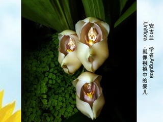 16/33
安
古
兰
学
名
Anguloa
Uniflora
，
就
像
襁
褓
中
的
婴
儿
 