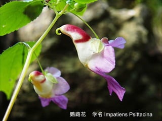17/33鹦鹉花 学名 Impatiens Psittacina
 
