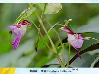 19/33
鹦鹉花 学名 Impatiens Psittacina
 