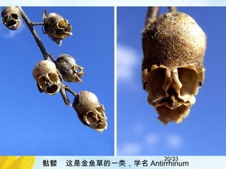 20/33
骷髅 这是金鱼草的一类，学名 Antirrhinum
 