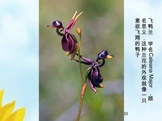 21/33
飞
鸭
兰
学
名
CaleanaMajor
，
顾
名
思
义
，
这
种
兰
花
的
外
观
就
像
一
只
意
欲
飞
翔
的
鸭
子
 