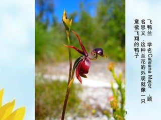 22/33
飞
鸭
兰
学
名
CaleanaMajor
，
顾
名
思
义
，
这
种
兰
花
的
外
观
就
像
一
只
意
欲
飞
翔
的
鸭
子
 