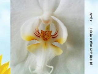 23/33
老
虎
？
一
朵
有
点
像
是
老
虎
的
兰
花
 