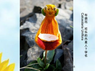 24/33
布
袋
花
欢
乐
的
外
星
人
？
学
名
CalceolariaUniflora
 