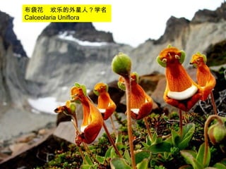 25/33
布袋花 欢乐的外星人？学名
Calceolaria Uniflora
 