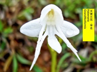 26/33
天
使
兰
花
，
学
名
Habenaria
Grandifloriformis
 