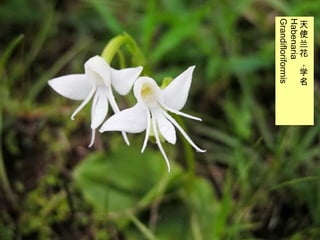 27/33
天
使
兰
花
，
学
名
Habenaria
Grandifloriformis
 