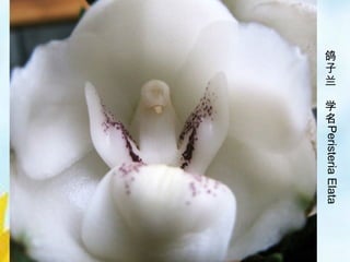 28/33
鸽
子
兰
学
名
PeristeriaElata
 