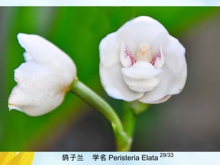 29/33
鸽子兰 学名 Peristeria Elata
 