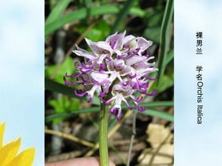 3/33
裸
男
兰
学
名
OrchisItalica
 