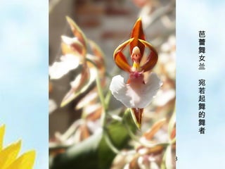 30/33
芭
蕾
舞
女
兰
宛
若
起
舞
的
舞
者
 