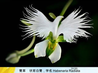 31/33
鹭草 状若白鹭，学名 Habenaria Radiata
 