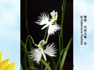 32/33
鹭
草
状
若
白
鹭
，
学
名
HabenariaRadiata
 