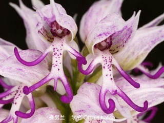 4/33
裸男兰 学名 Orchis Italica
 