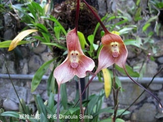 5/33
猴脸兰花 学名 Dracula Simia
 