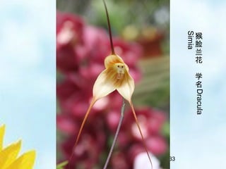 7/33
猴
脸
兰
花
学
名
Dracula
Simia
 