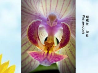 8/33
蝴
蝶
兰
学
名
Phalaenopsis
 