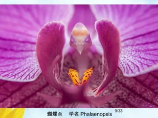 9/33
蝴蝶兰 学名 Phalaenopsis
 