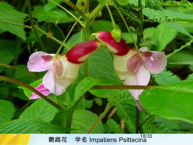 造型奇特的兰花 造型奇特的兰花