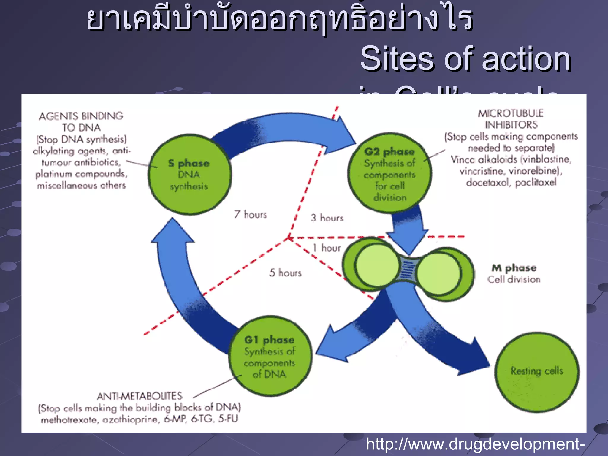 ยาเคมีบำาบัดออกฤทธิ์อย่างไรยาเคมีบำาบัดออกฤทธิ์อย่างไร
Sites of actionSites of action
in Cell’s cyclein Cell’s cycle
http://www.drugdevelopment-
 