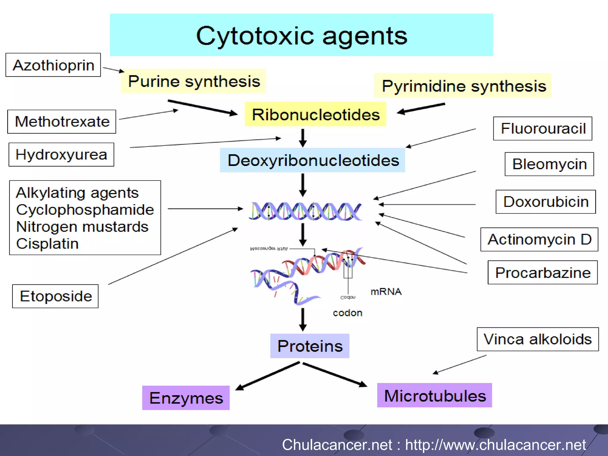 Chulacancer.net : http://www.chulacancer.net
 