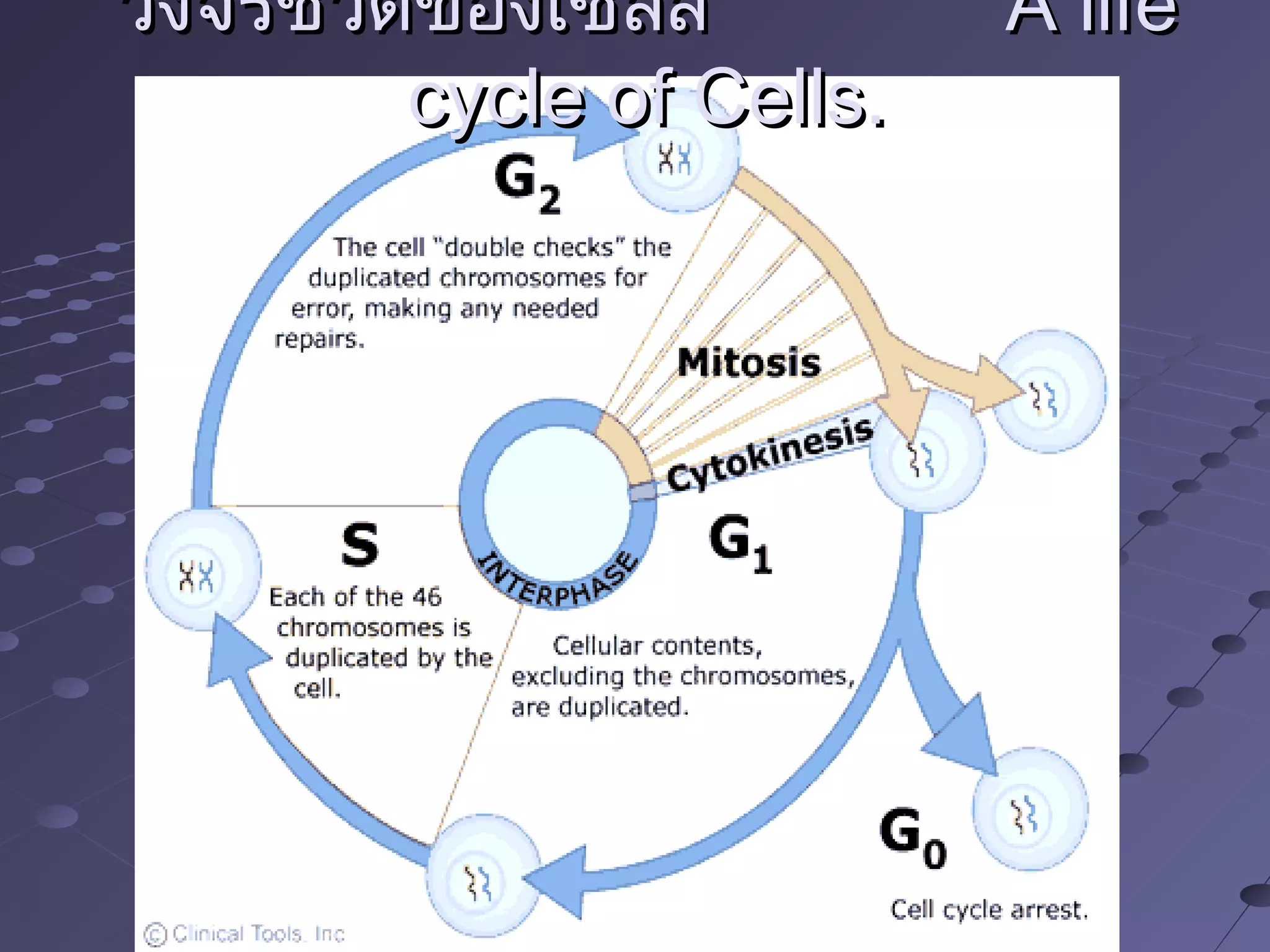 วงจรชีวิตของเซลล์วงจรชีวิตของเซลล์ A lifeA life
cycle of Cells.cycle of Cells.
 