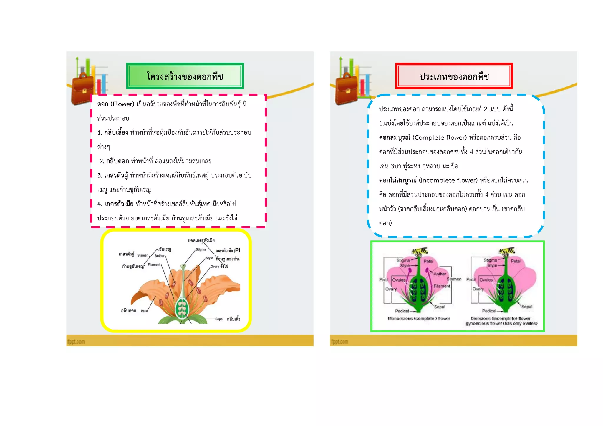 ประเภทของดอกพืชโครงสร้ำงของดอกพืช
ดอก (Flower) เป็นอวัยวะของพืชที่ทาหน้าที่ในการสืบพันธุ์ มี
ส่วนประกอบ
1. กลีบเลี้ยง ทาหน้าที่ห่อหุ้มป้องกันอันตรายให้กับส่วนประกอบ
ต่างๆ
2. กลีบดอก ทาหน้าที่ ล่อแมลงให้มาผสมเกสร
3. เกสรตัวผู้ ทาหน้าที่สร้างเซลล์สืบพันธุ์เพศผู้ ประกอบด้วย อับ
เรณู และก้านชูอับเรณู
4. เกสรตัวเมีย ทาหน้าที่สร้างเซลล์สืบพันธุ์เพศเมียหรือไข่
ประกอบด้วย ยอดเกสรตัวเมีย ก้านชูเกสรตัวเมีย และรังไข่
ประเภทของดอก สามารถแบ่งโดยใช้เกณฑ์ 2 แบบ ดังนี้
1.แบ่งโดยใช้องค์ประกอบของดอกเป็นเกณฑ์ แบ่งได้เป็น
ดอกสมบูรณ์ (Complete flower) หรือดอกครบส่วน คือ
ดอกที่มีส่วนประกอบของดอกครบทั้ง 4 ส่วนในดอกเดียวกัน
เช่น ชบา พู่ระหง กุหลาบ มะเขือ
ดอกไม่สมบูรณ์ (Incomplete flower) หรือดอกไม่ครบส่วน
คือ ดอกที่มีส่วนประกอบของดอกไม่ครบทั้ง 4 ส่วน เช่น ดอก
หน้าวัว (ขาดกลีบเลี้ยงและกลีบดอก) ดอกบานเย็น (ขาดกลีบ
ดอก)
 