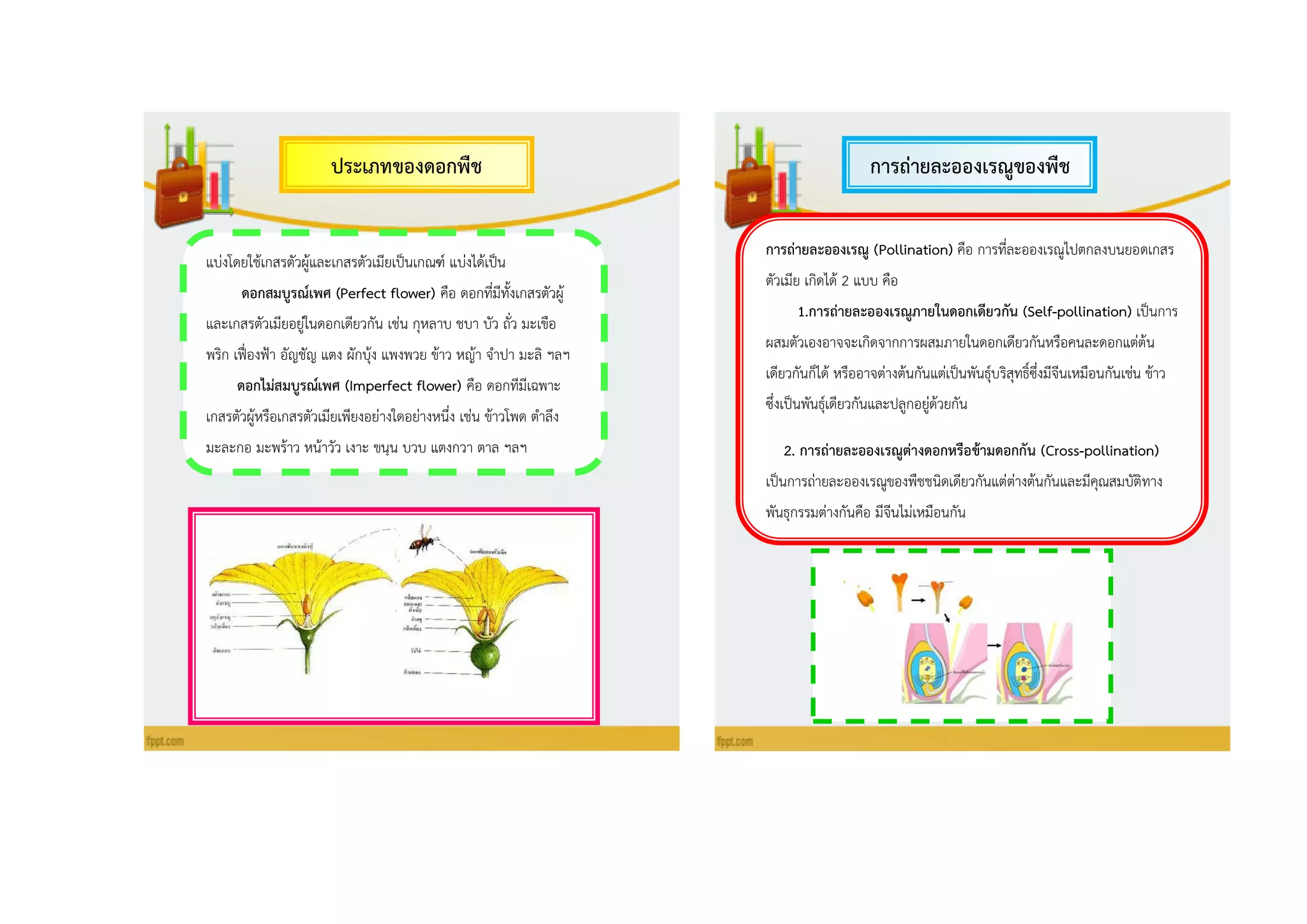 กำรถ่ำยละอองเรณูของพืช
ดอก
ประเภทของดอกพืช
แบ่งโดยใช้เกสรตัวผู้และเกสรตัวเมียเป็นเกณฑ์ แบ่งได้เป็น
ดอกสมบูรณ์เพศ (Perfect flower) คือ ดอกที่มีทั้งเกสรตัวผู้
และเกสรตัวเมียอยู่ในดอกเดียวกัน เช่น กุหลาบ ชบา บัว ถั่ว มะเขือ
พริก เฟื่องฟ้า อัญชัญ แตง ผักบุ้ง แพงพวย ข้าว หญ้า จาปา มะลิ ฯลฯ
ดอกไม่สมบูรณ์เพศ (Imperfect flower) คือ ดอกทีมีเฉพาะ
เกสรตัวผู้หรือเกสรตัวเมียเพียงอย่างใดอย่างหนึ่ง เช่น ข้าวโพด ตาลึง
มะละกอ มะพร้าว หน้าวัว เงาะ ขนุน บวบ แตงกวา ตาล ฯลฯ
กำรถ่ำยละอองเรณู (Pollination) คือ การที่ละอองเรณูไปตกลงบนยอดเกสร
ตัวเมีย เกิดได้ 2 แบบ คือ
1.กำรถ่ำยละอองเรณูภำยในดอกเดียวกัน (Self-pollination) เป็นการ
ผสมตัวเองอาจจะเกิดจากการผสมภายในดอกเดียวกันหรือคนละดอกแต่ต้น
เดียวกันก็ได้ หรืออาจต่างต้นกันแต่เป็นพันธุ์บริสุทธิ์ซึ่งมีจีนเหมือนกันเช่น ข้าว
ซึ่งเป็นพันธุ์เดียวกันและปลูกอยู่ด้วยกัน
2. กำรถ่ำยละอองเรณูต่ำงดอกหรือข้ำมดอกกัน (Cross-pollination)
เป็นการถ่ายละอองเรณูของพืชชนิดเดียวกันแต่ต่างต้นกันและมีคุณสมบัติทาง
พันธุกรรมต่างกันคือ มีจีนไม่เหมือนกัน
 