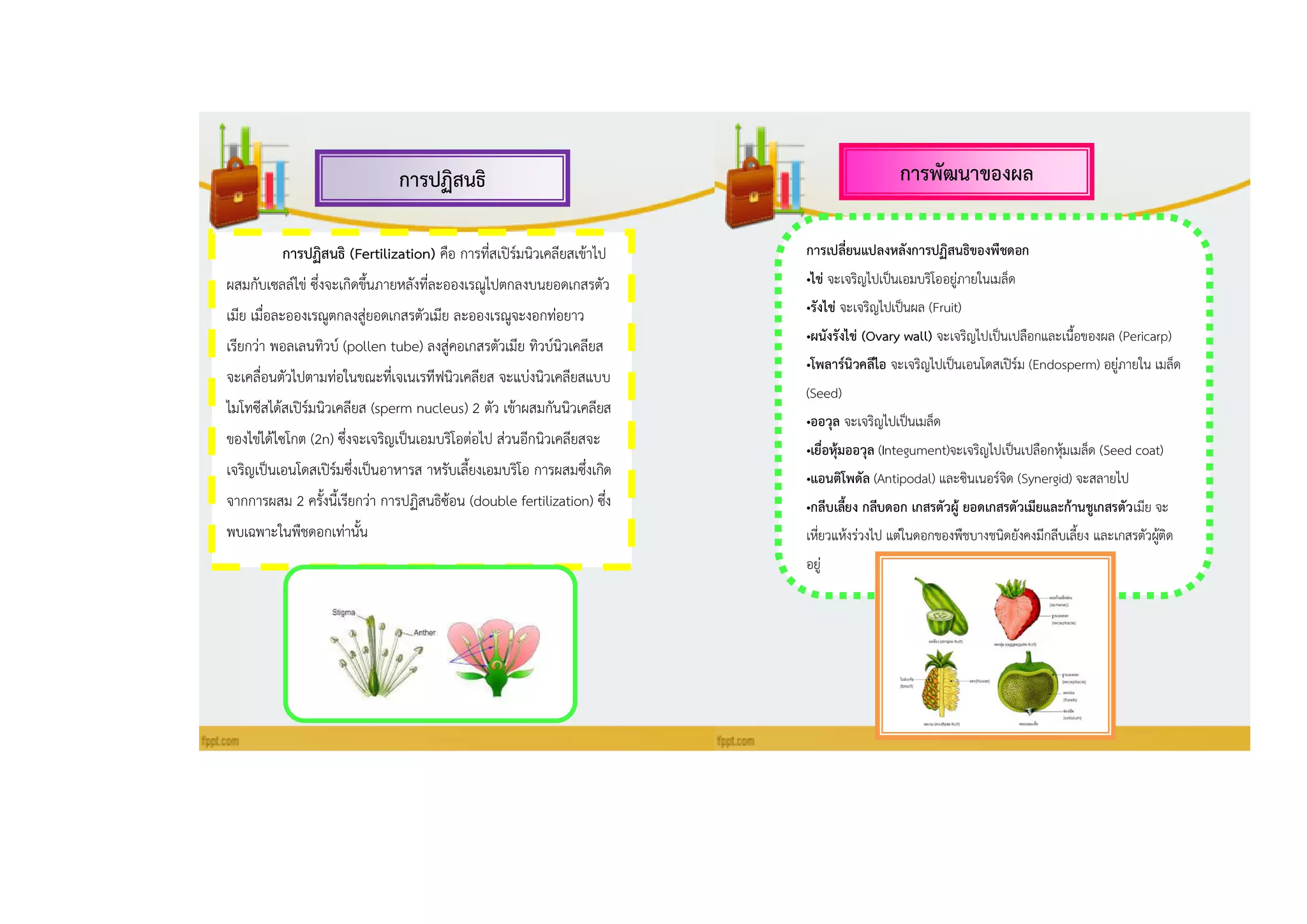 กำรปฏิสนธิ กำรพัฒนำของผล
กำรปฏิสนธิ (Fertilization) คือ การที่สเปิร์มนิวเคลียสเข้าไป
ผสมกับเซลล์ไข่ ซึ่งจะเกิดขึ้นภายหลังที่ละอองเรณูไปตกลงบนยอดเกสรตัว
เมีย เมื่อละอองเรณูตกลงสู่ยอดเกสรตัวเมีย ละอองเรณูจะงอกท่อยาว
เรียกว่า พอลเลนทิวบ์ (pollen tube) ลงสู่คอเกสรตัวเมีย ทิวบ์นิวเคลียส
จะเคลื่อนตัวไปตามท่อในขณะที่เจเนเรทีฟนิวเคลียส จะแบ่งนิวเคลียสแบบ
ไมโทซีสได้สเปิร์มนิวเคลียส (sperm nucleus) 2 ตัว เข้าผสมกันนิวเคลียส
ของไข่ได้ไซโกต (2n) ซึ่งจะเจริญเป็นเอมบริโอต่อไป ส่วนอีกนิวเคลียสจะ
เจริญเป็นเอนโดสเปิร์มซึ่งเป็นอาหารส าหรับเลี้ยงเอมบริโอ การผสมซึ่งเกิด
จากการผสม 2 ครั้งนี้เรียกว่า การปฏิสนธิซ้อน (double fertilization) ซึ่ง
พบเฉพาะในพืชดอกเท่านั้น
กำรเปลี่ยนแปลงหลังกำรปฏิสนธิของพืชดอก
•ไข่ จะเจริญไปเป็นเอมบริโออยู่ภายในเมล็ด
•รังไข่ จะเจริญไปเป็นผล (Fruit)
•ผนังรังไข่ (Ovary wall) จะเจริญไปเป็นเปลือกและเนื้อของผล (Pericarp)
•โพลำร์นิวคลีไอ จะเจริญไปเป็นเอนโดสเปิร์ม (Endosperm) อยู่ภายใน เมล็ด
(Seed)
•ออวุล จะเจริญไปเป็นเมล็ด
•เยื่อหุ้มออวุล (Integument)จะเจริญไปเป็นเปลือกหุ้มเมล็ด (Seed coat)
•แอนติโพดัล (Antipodal) และซินเนอร์จิด (Synergid) จะสลายไป
•กลีบเลี้ยง กลีบดอก เกสรตัวผู้ ยอดเกสรตัวเมียและก้ำนชูเกสรตัวเมีย จะ
เหี่ยวแห้งร่วงไป แต่ในดอกของพืชบางชนิดยังคงมีกลีบเลี้ยง และเกสรตัวผู้ติด
อยู่
 
