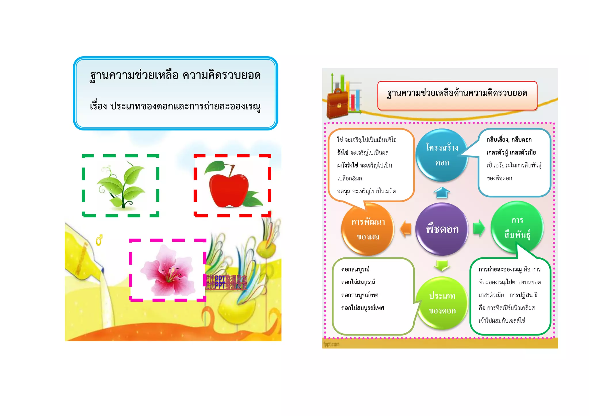 ฐำนควำมช่วยเหลือ ควำมคิดรวบยอด
เรื่อง ประเภทของดอกและกำรถ่ำยละอองเรณู
ฐำนควำมช่วยเหลือด้ำนควำมคิดรวบยอด
พืชดอก
โครงสร้าง
ดอก
การ
สืบพันธุ์
ประเภท
ของดอก
การพัฒนา
ของผล
กลีบเลี้ยง, กลีบดอก
เกสรตัวผู้ เกสรตัวเมีย
เป็นอวัยวะในการสืบพันธุ์
ของพืชดอก
กำรถ่ำยละอองเรณู คือ การ
ที่ละอองเรณูไปตกลงบนยอด
เกสรตัวเมีย กำรปฏิสน ธิ
คือ การที่สเปิร์มนิวเคลียส
เข้าไปผสมกับเซลล์ไข่
ดอกสมบูรณ์
ดอกไม่สมบูรณ์
ดอกสมบูรณ์เพศ
ดอกไม่สมบูรณ์เพศ
ไข่ จะเจริญไปเป็นเอ็มบริโอ
รังไข่ จะเจริญไปเป็นผล
ผนังรังไข่ จะเจริญไปเป็น
เปลือก&ผล
ออวุล จะเจริญไปเป็นเมล็ด
 