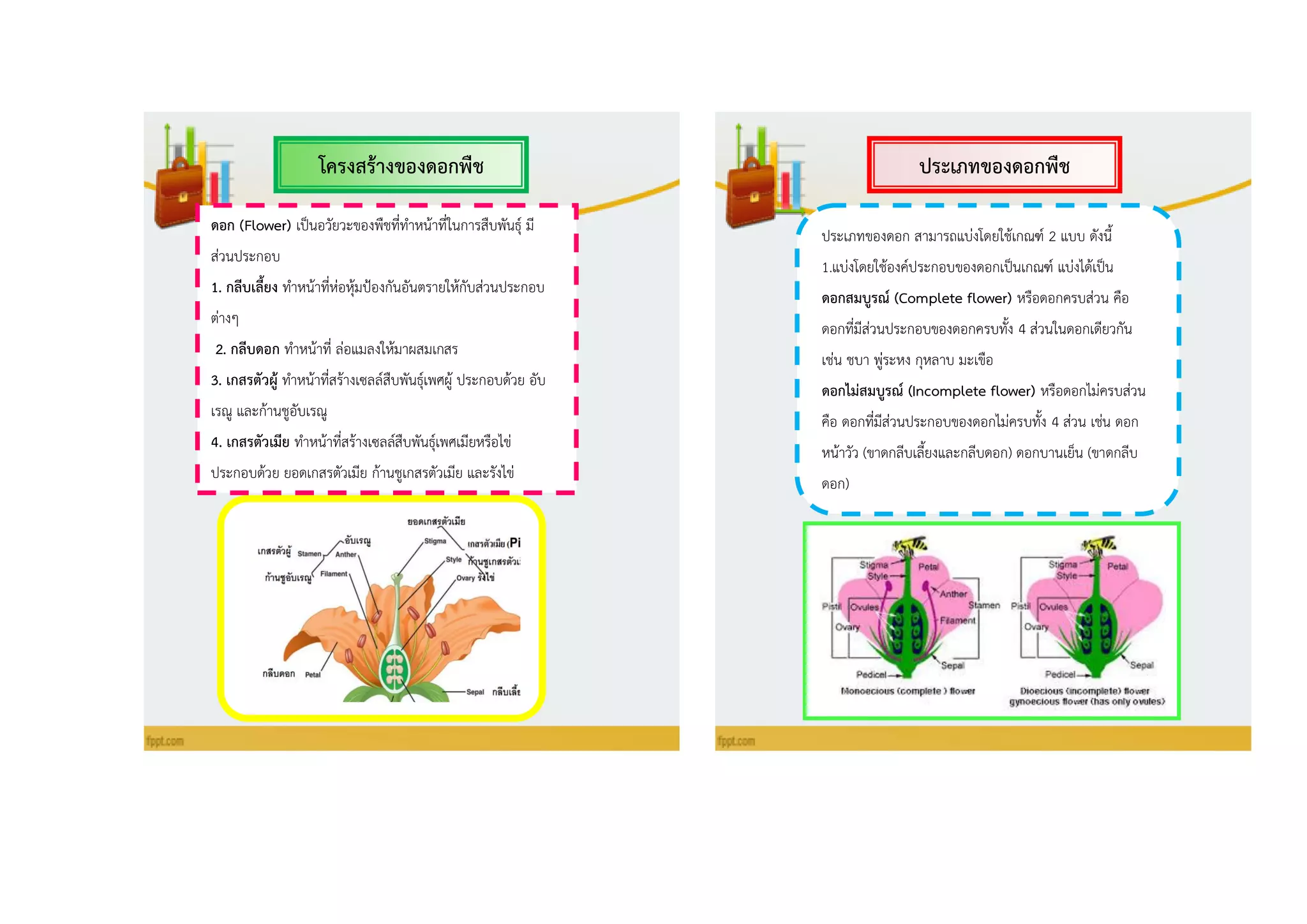 ประเภทของดอกพืชโครงสร้ำงของดอกพืช
ดอก (Flower) เป็นอวัยวะของพืชที่ทาหน้าที่ในการสืบพันธุ์ มี
ส่วนประกอบ
1. กลีบเลี้ยง ทาหน้าที่ห่อหุ้มป้องกันอันตรายให้กับส่วนประกอบ
ต่างๆ
2. กลีบดอก ทาหน้าที่ ล่อแมลงให้มาผสมเกสร
3. เกสรตัวผู้ ทาหน้าที่สร้างเซลล์สืบพันธุ์เพศผู้ ประกอบด้วย อับ
เรณู และก้านชูอับเรณู
4. เกสรตัวเมีย ทาหน้าที่สร้างเซลล์สืบพันธุ์เพศเมียหรือไข่
ประกอบด้วย ยอดเกสรตัวเมีย ก้านชูเกสรตัวเมีย และรังไข่
ประเภทของดอก สามารถแบ่งโดยใช้เกณฑ์ 2 แบบ ดังนี้
1.แบ่งโดยใช้องค์ประกอบของดอกเป็นเกณฑ์ แบ่งได้เป็น
ดอกสมบูรณ์ (Complete flower) หรือดอกครบส่วน คือ
ดอกที่มีส่วนประกอบของดอกครบทั้ง 4 ส่วนในดอกเดียวกัน
เช่น ชบา พู่ระหง กุหลาบ มะเขือ
ดอกไม่สมบูรณ์ (Incomplete flower) หรือดอกไม่ครบส่วน
คือ ดอกที่มีส่วนประกอบของดอกไม่ครบทั้ง 4 ส่วน เช่น ดอก
หน้าวัว (ขาดกลีบเลี้ยงและกลีบดอก) ดอกบานเย็น (ขาดกลีบ
ดอก)
 