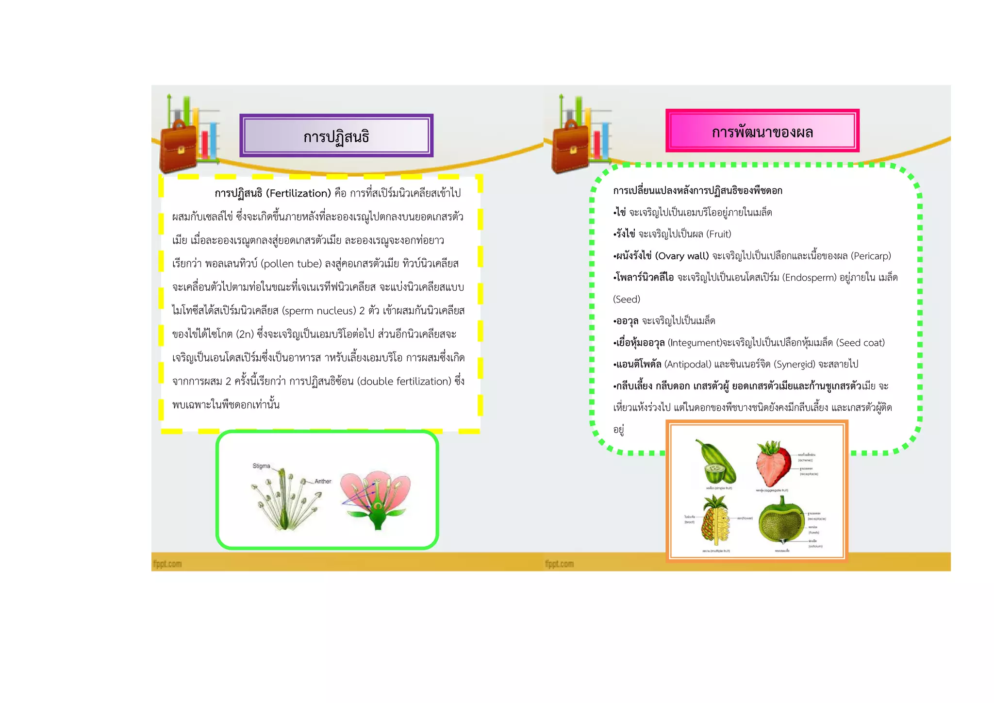 กำรปฏิสนธิ กำรพัฒนำของผล
กำรปฏิสนธิ (Fertilization) คือ การที่สเปิร์มนิวเคลียสเข้าไป
ผสมกับเซลล์ไข่ ซึ่งจะเกิดขึ้นภายหลังที่ละอองเรณูไปตกลงบนยอดเกสรตัว
เมีย เมื่อละอองเรณูตกลงสู่ยอดเกสรตัวเมีย ละอองเรณูจะงอกท่อยาว
เรียกว่า พอลเลนทิวบ์ (pollen tube) ลงสู่คอเกสรตัวเมีย ทิวบ์นิวเคลียส
จะเคลื่อนตัวไปตามท่อในขณะที่เจเนเรทีฟนิวเคลียส จะแบ่งนิวเคลียสแบบ
ไมโทซีสได้สเปิร์มนิวเคลียส (sperm nucleus) 2 ตัว เข้าผสมกันนิวเคลียส
ของไข่ได้ไซโกต (2n) ซึ่งจะเจริญเป็นเอมบริโอต่อไป ส่วนอีกนิวเคลียสจะ
เจริญเป็นเอนโดสเปิร์มซึ่งเป็นอาหารส าหรับเลี้ยงเอมบริโอ การผสมซึ่งเกิด
จากการผสม 2 ครั้งนี้เรียกว่า การปฏิสนธิซ้อน (double fertilization) ซึ่ง
พบเฉพาะในพืชดอกเท่านั้น
กำรเปลี่ยนแปลงหลังกำรปฏิสนธิของพืชดอก
•ไข่ จะเจริญไปเป็นเอมบริโออยู่ภายในเมล็ด
•รังไข่ จะเจริญไปเป็นผล (Fruit)
•ผนังรังไข่ (Ovary wall) จะเจริญไปเป็นเปลือกและเนื้อของผล (Pericarp)
•โพลำร์นิวคลีไอ จะเจริญไปเป็นเอนโดสเปิร์ม (Endosperm) อยู่ภายใน เมล็ด
(Seed)
•ออวุล จะเจริญไปเป็นเมล็ด
•เยื่อหุ้มออวุล (Integument)จะเจริญไปเป็นเปลือกหุ้มเมล็ด (Seed coat)
•แอนติโพดัล (Antipodal) และซินเนอร์จิด (Synergid) จะสลายไป
•กลีบเลี้ยง กลีบดอก เกสรตัวผู้ ยอดเกสรตัวเมียและก้ำนชูเกสรตัวเมีย จะ
เหี่ยวแห้งร่วงไป แต่ในดอกของพืชบางชนิดยังคงมีกลีบเลี้ยง และเกสรตัวผู้ติด
อยู่
 