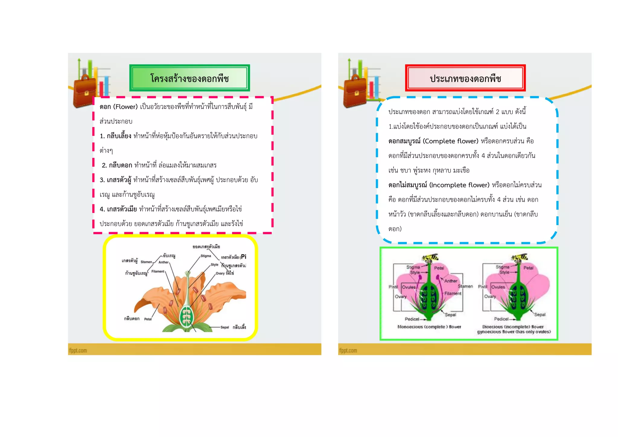 ประเภทของดอกพืชโครงสร้ำงของดอกพืช
ดอก (Flower) เป็นอวัยวะของพืชที่ทาหน้าที่ในการสืบพันธุ์ มี
ส่วนประกอบ
1. กลีบเลี้ยง ทาหน้าที่ห่อหุ้มป้องกันอันตรายให้กับส่วนประกอบ
ต่างๆ
2. กลีบดอก ทาหน้าที่ ล่อแมลงให้มาผสมเกสร
3. เกสรตัวผู้ ทาหน้าที่สร้างเซลล์สืบพันธุ์เพศผู้ ประกอบด้วย อับ
เรณู และก้านชูอับเรณู
4. เกสรตัวเมีย ทาหน้าที่สร้างเซลล์สืบพันธุ์เพศเมียหรือไข่
ประกอบด้วย ยอดเกสรตัวเมีย ก้านชูเกสรตัวเมีย และรังไข่
ประเภทของดอก สามารถแบ่งโดยใช้เกณฑ์ 2 แบบ ดังนี้
1.แบ่งโดยใช้องค์ประกอบของดอกเป็นเกณฑ์ แบ่งได้เป็น
ดอกสมบูรณ์ (Complete flower) หรือดอกครบส่วน คือ
ดอกที่มีส่วนประกอบของดอกครบทั้ง 4 ส่วนในดอกเดียวกัน
เช่น ชบา พู่ระหง กุหลาบ มะเขือ
ดอกไม่สมบูรณ์ (Incomplete flower) หรือดอกไม่ครบส่วน
คือ ดอกที่มีส่วนประกอบของดอกไม่ครบทั้ง 4 ส่วน เช่น ดอก
หน้าวัว (ขาดกลีบเลี้ยงและกลีบดอก) ดอกบานเย็น (ขาดกลีบ
ดอก)
 