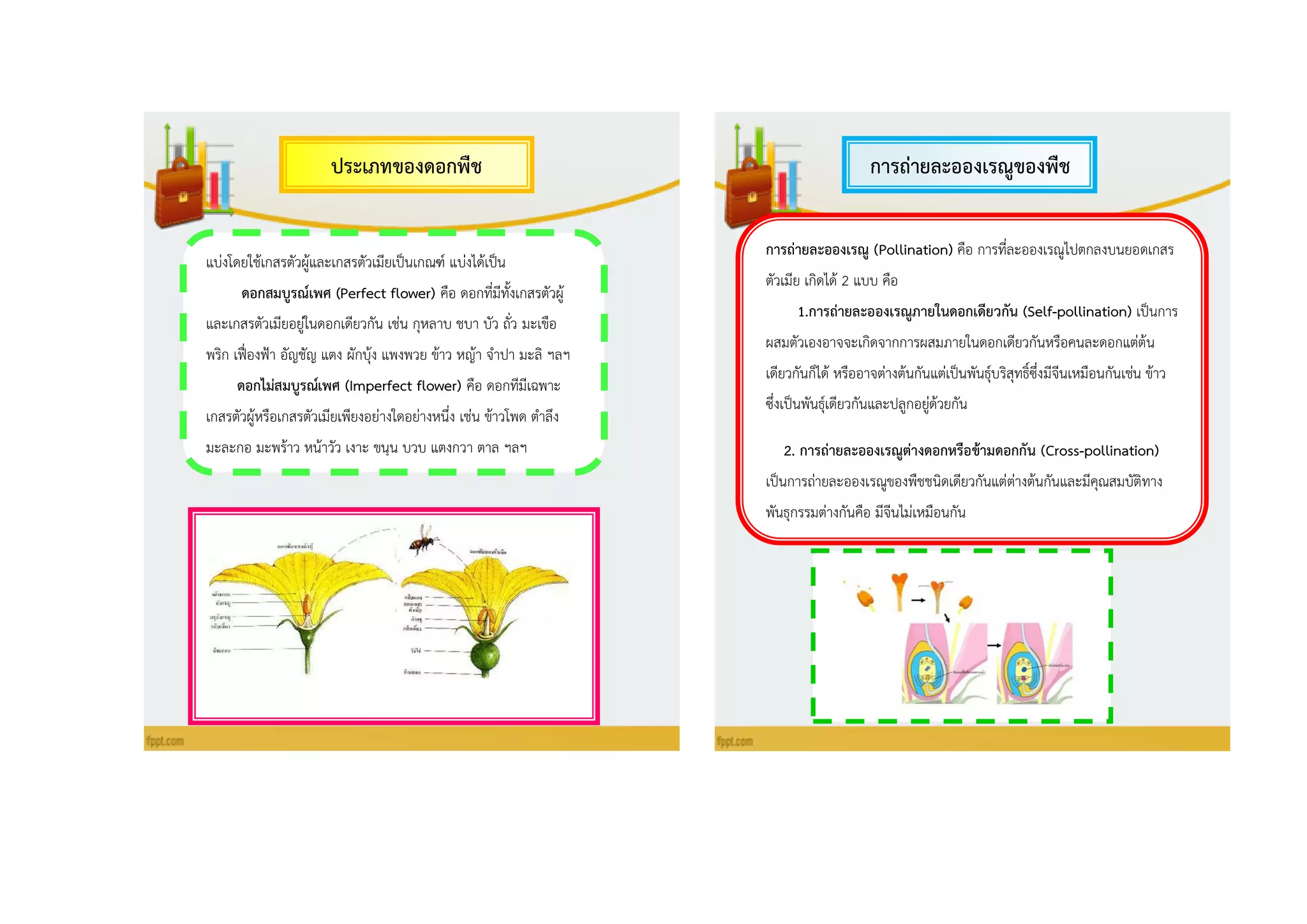 กำรถ่ำยละอองเรณูของพืช
ดอก
ประเภทของดอกพืช
แบ่งโดยใช้เกสรตัวผู้และเกสรตัวเมียเป็นเกณฑ์ แบ่งได้เป็น
ดอกสมบูรณ์เพศ (Perfect flower) คือ ดอกที่มีทั้งเกสรตัวผู้
และเกสรตัวเมียอยู่ในดอกเดียวกัน เช่น กุหลาบ ชบา บัว ถั่ว มะเขือ
พริก เฟื่องฟ้า อัญชัญ แตง ผักบุ้ง แพงพวย ข้าว หญ้า จาปา มะลิ ฯลฯ
ดอกไม่สมบูรณ์เพศ (Imperfect flower) คือ ดอกทีมีเฉพาะ
เกสรตัวผู้หรือเกสรตัวเมียเพียงอย่างใดอย่างหนึ่ง เช่น ข้าวโพด ตาลึง
มะละกอ มะพร้าว หน้าวัว เงาะ ขนุน บวบ แตงกวา ตาล ฯลฯ
กำรถ่ำยละอองเรณู (Pollination) คือ การที่ละอองเรณูไปตกลงบนยอดเกสร
ตัวเมีย เกิดได้ 2 แบบ คือ
1.กำรถ่ำยละอองเรณูภำยในดอกเดียวกัน (Self-pollination) เป็นการ
ผสมตัวเองอาจจะเกิดจากการผสมภายในดอกเดียวกันหรือคนละดอกแต่ต้น
เดียวกันก็ได้ หรืออาจต่างต้นกันแต่เป็นพันธุ์บริสุทธิ์ซึ่งมีจีนเหมือนกันเช่น ข้าว
ซึ่งเป็นพันธุ์เดียวกันและปลูกอยู่ด้วยกัน
2. กำรถ่ำยละอองเรณูต่ำงดอกหรือข้ำมดอกกัน (Cross-pollination)
เป็นการถ่ายละอองเรณูของพืชชนิดเดียวกันแต่ต่างต้นกันและมีคุณสมบัติทาง
พันธุกรรมต่างกันคือ มีจีนไม่เหมือนกัน
 