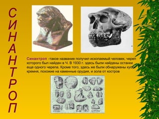 Синантроп -такое название получил ископаемый человек, череп
которого был найден в Ч. В 1930 г. здесь были найдены останки
еще одного черепа. Кроме того, здесь же были обнаружены куски
кремня, похожие на каменные орудия, и зола от костров
 