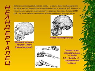 Черепа их имели ещё обезьяньи черты - у них не было подбородочного
выступа, имелся мощный надглазничный валик и покатый лоб. Но мозг за
этим лбом не уступал современному, в среднем был даже больше (1418
куб. см), хотя лобные и височные доли были обычно менее развиты.
Женский череп из
пещеры Табун
(реконструкция).
Череп неандертальца
Скелет стопы
неандертальца:
1 — Табун
1,2— Схул IV 3 —
современный
человек.
 