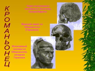 Ископаемый
человек из
Оберкасселя,
западная
Германия
Череп ископаемого
человека из Асселяра,
Сахара/Африка
Мужской череп из
Оберкасселя
(Германия)
 